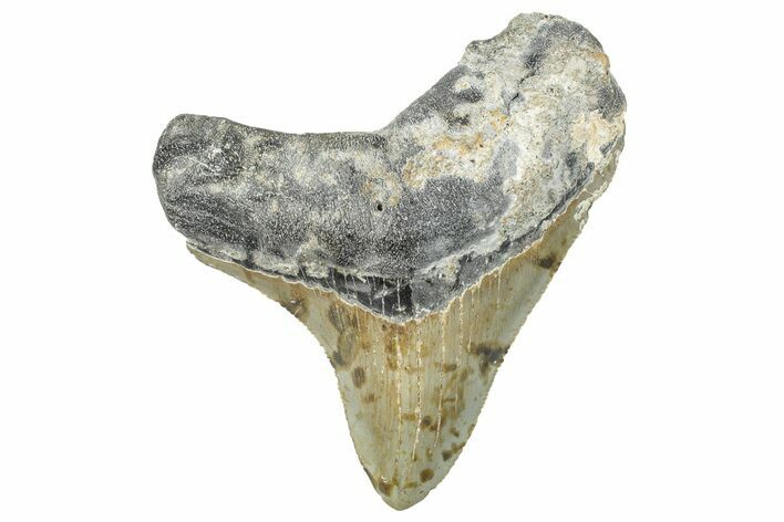 Serrated, Fossil Megalodon Tooth - North Carolina #297271